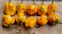 7 Pot Nebru - Pepper Seeds - White Hot Peppers